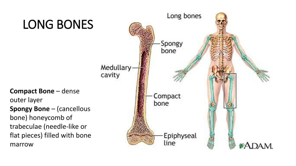 Cual es el hueso mas largo del cuerpo humano